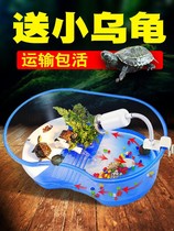 Turtle Vat sends 2 small turtles Brazilian tortoise Tortoise Turtle Pet Living Things Tortoise Turtle Box Childrens Gifts