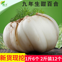 Nine-year-old Lanzhou fresh sweet lily 500g*2 edible Gansu specialty pure farm-produced natural premium white