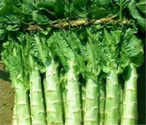 Lettuce fresh farmhouse planting delivery 5kg fresh vegetables lettuce meat crisp