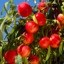 3 Jin red nectarine fresh peach sweet peach fruit crispy peach fresh yellow heart red nectarine to help farmers fruit