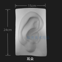 Single solid facial features ears plaster model eyes nose mouth pendants art still life