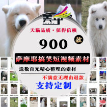 Cute and beautiful Samoy cute pet funny short video creative material