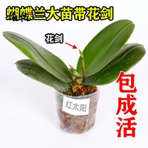 Phalaenopsis potted flower seedlings with flowers sword belt flower buds flower office green plants easy to live four seasons flowers