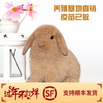 Pet Rabbit living Things pure breed dwarf pituitary ear cat rabbit long little mini tea cup rabbit crested eye Dodgers live