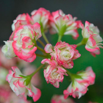 Geranium imported double petals Four Seasons flowering flower plant large pollen bowl upright hanging long live rose Maple Leaf Day