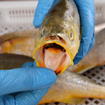 (Normal hair) 3 Jin 138 yuan (to the visceral large yellow croaker) sea fish large yellow croaker fresh seafood fresh aquatic products
