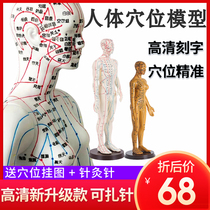 Traditional Chinese Medicine Acupuncture Human Body Model Men and Women Twelve Meridians Acupuncture Acupoint Small Skin Model
