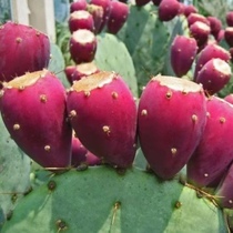 Hainan wild cactus palm fruit with box 2kg fresh fruit freshly picked cactus fruit