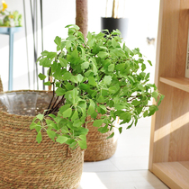 (Nine Thoughts) emulation green plant small leafy goose palm wood branches Branches Design Photography Home Decoration F622