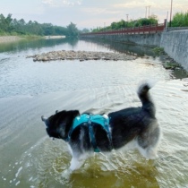 Big Fat Store USA RW Ravevgrans chest back dog full chest back Wang big hi dog chest back