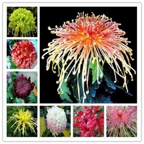 Season Blossom Chrysanthemum Seed Indoor Balcony Patio View Flower Seed Easy To Live Flowering Constantly Potted Plant Flowers