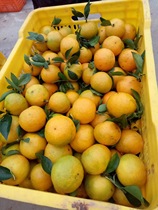 Authentic Deqing Gong tangerine fresh fruit navel orange Guifei 10 Jin picking sweet bags on the same day.