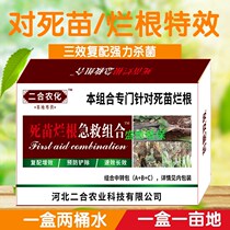 Dead seedlings rotten roots resurrection spirit first aid 120 a spray of clean savior pepper strawberry watermelon Celery herbs white and white and white and white and white and white and white and white and white and white and white and white and white and