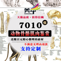 Animal skeletal muscle structure picture painting copy sketch monster sports game CG design material appreciation
