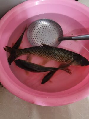 竿子很轻,很顺手,特别喜欢!发货特别快!四斤多,鲤鱼轻松上岸,不到两分钟 竿子很轻,很顺手,特别喜欢!发货特别快!四斤多,鲤鱼轻松上岸,不到两分钟