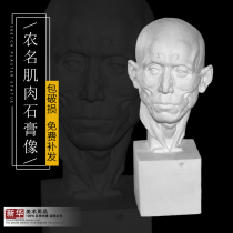 Farmer Muscle Gypsum Statue Teaching Tools Sketch Still Life Sketching Art Teaching Materials Avatars Busts Direct from Factory