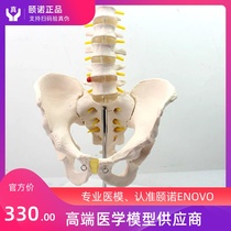 ENOVO Yinuo Medical Human Male Pelvic Model with Five-Section Lumbar Spine Hip Sacrum and Caudal Bone Model