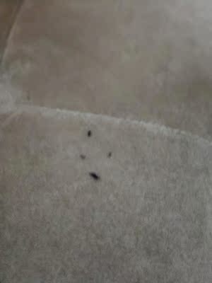 看来很久在入手的衣服是挺暖和的,有一点很烦人有点掉毛弄的沙发上床上一点一点的好烦躁啊! 看来很久在入手的衣服是挺暖和的,有一点很烦人有点掉毛弄的沙发上床上一点一点的好烦躁啊!