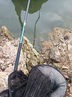 鱼竿相当给力,5斤的埃及拉上岸,值得购买 鱼竿相当给力,5斤的埃及拉上岸,值得购买