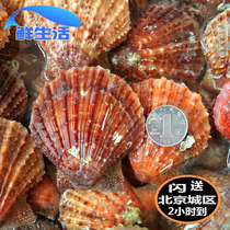 500g Beijing sparkling small red bay seafood fresh scallop fresh red scallop natural small scallop aqua
