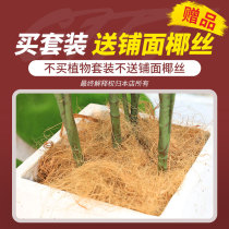 Buy the emulated plant flower pot suit to send the coconut This connection doesnt ship and dont shoot