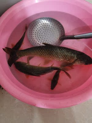 应该不错,特别轻,特别互现钓大鱼没问题,绝对趁手 应该不错,特别轻,特别互现钓大鱼没问题,绝对趁手