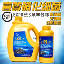 Xizun biological nitrification digestion bacteria fish tank probiotics nutrition Aquarium Sea active water water purifier