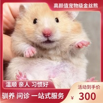 (Snow North Xiangnan)Face pattern Honey gold silk bear Domestic bear Rare coat color Relatives Shih Tzu Bear Live animal