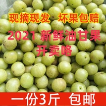 Special price 3kg now picked fresh oil fruit olive olive pregnant woman sour fruit beef fruit