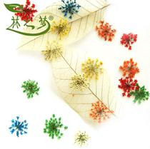 Lace flower specimen diy bookmark flower painting dried flower greeting card crystal epoxy handmade jewelry petal makeup material