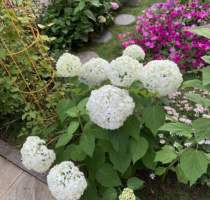 Body Lotion Courtyard Cone Embroidered Ball Imported White Belana Over Winter Great Flowers outdoor cold resistant