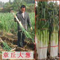 Hardcore green onion seed seed Shandong Zhangqiu Big Wood onion Four Seasons small Chive seedlings autumn sowing