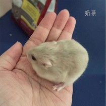 Small hamster living things have been vaccinated with vaccine delivery cage gold silk bear silver fox pudding purple hamlet milk tea parents-in-law Cows Bear Living