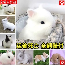 Rabbit living things dont grow small small pet rabbit dormitory home white rabbit dwarf rabbit dwarf rabbit lop-ear rabbit living