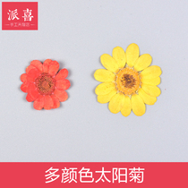 Pie Delight Sun Chrysanthemum Handmade Accessories Dry Flower Chrysanthemum Drip Gum Dry Flowers Ab Gluon Dry Flower Mold Dry Flowers