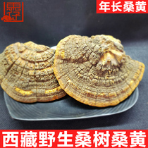 (20 years wild)Tibet wild mulberry Mulberry yellow Ganoderma lucidum Wild Mulberry Mulberry yellow 250g half catty