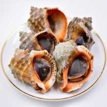 3 Jin conch fresh seafood aquatic products conch fresh shellfish super large conch fresh specialty