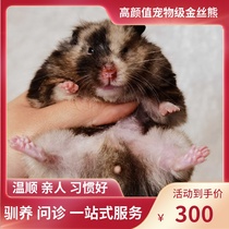 (Snow North Xiangnan)Hawksbill bear Golden silk bear Shih Tzu bear Domestic bear Rare coat color relatives hand high value