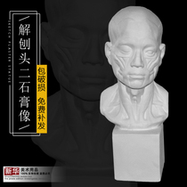 Anatomical Head 2 Gypsum Statue Teaching Tools Sketch Still Life Sketching Art Teaching Materials Avatars Busts Factory Direct Sale