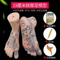 Jingluo Tong clear plantar reflex area model foot massage acupoint foot meridian acupoint map foot mold foot therapy