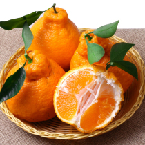Dont know the fire ugly orange 10 catties of fresh fruit in the whole case of ugly orange Baba Honey Orange Citrus