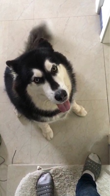 超爱这家的睡衣，每次只要看中款式就行，从来不用担心质量问题，看到图片上款式好看就下手，因为买回来一定不会后悔的，我们现在全家人都穿这家睡衣，无论是质量还是款式，一直无可挑剔，现在睡衣多到感觉可以外穿的程度了～以前感觉两三套就好，现在感觉想一个月不重样～～～～