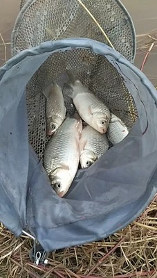 目前看来威联盟鱼竿质量怎么样,好不好用?是不是杂牌的鱼竿?