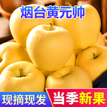 Yantai Huang Marshal Apple Jinshuai 9 Jin fruit fresh season whole box of powder noodles fragrant sweet glutinous 10 yellow banana 5