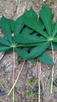 Fresh cassava leaves Nanyang cassava leaf wood-sweet potato leaves now 500 gr