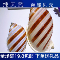 Patterned quail snail water snail natural conch shell fish tank aquarium roll shellfish shell fleshy flowerpot ornaments