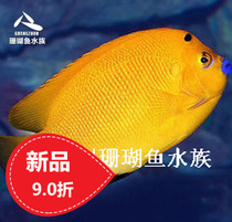 Live coral sea fish blue-billed bride package live freight please consult customer service