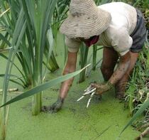 Yunnan fresh vegetables Jianshui specialty Ivory dish with a box of one catty
