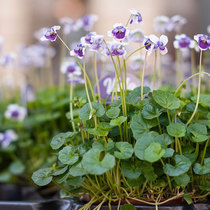 Panda Pansy potted plants indoor courtyard flowers green plants beautiful and interesting clean air formaldehyde