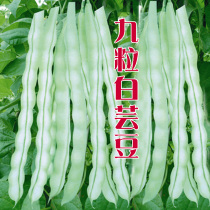 Nine white kidney bean seeds old and young green beans beans high yield autumn vegetables seeds seedlings seedlings